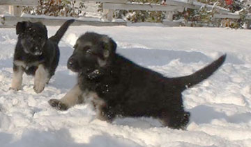 Puppy runnnig in snow