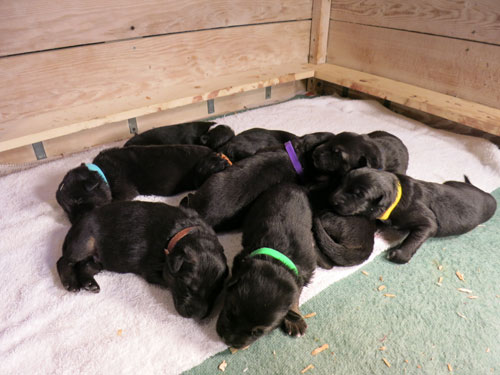 germanshephed puppies for sale